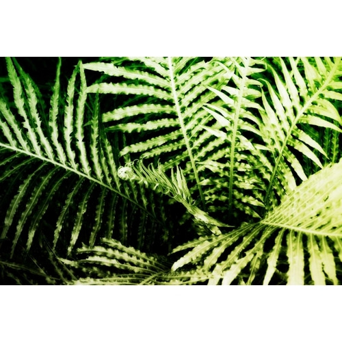 Tropical Foliage II