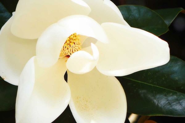 Southern Magnolia I