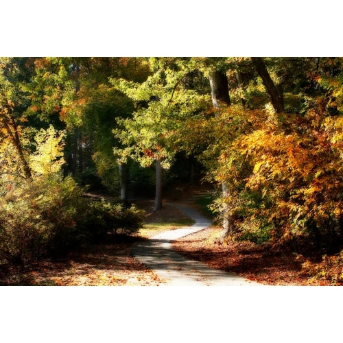 Autumn Pathway I
