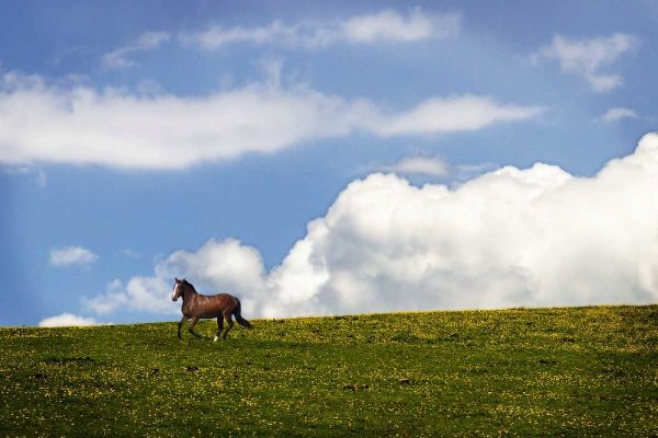 Horses in the Clouds I