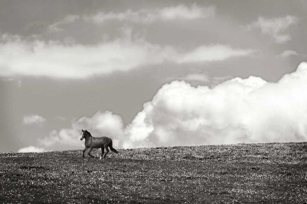 Horses in the Clouds I - BW