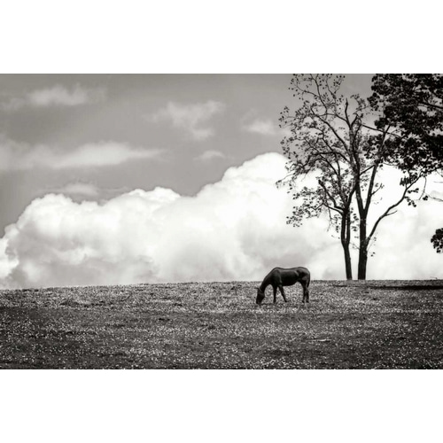 Horses in the Clouds II - BW