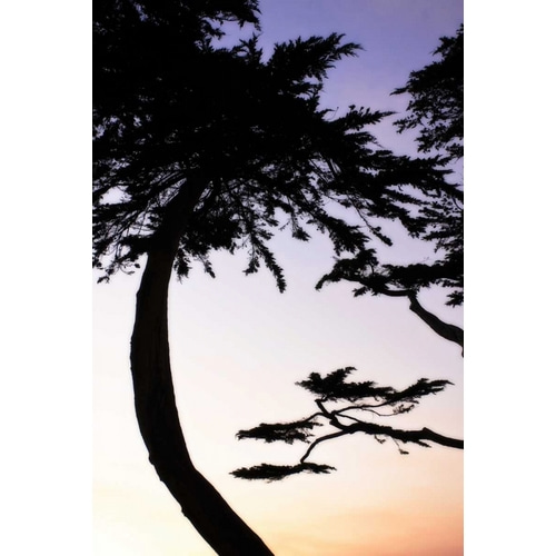 Cypress Silhouette II