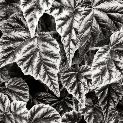 Leafy Collage I