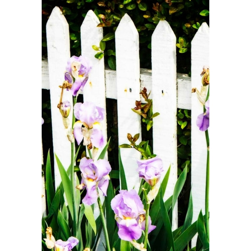 Iris on a Fence