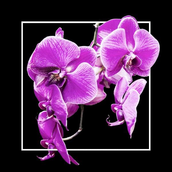 Orchids on Black V