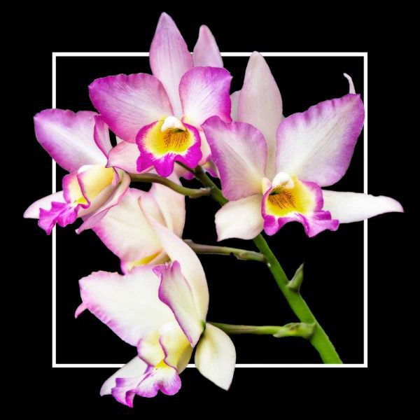 Orchids on Black VI