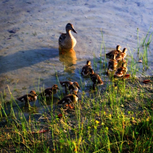 Mother Duck And Family I