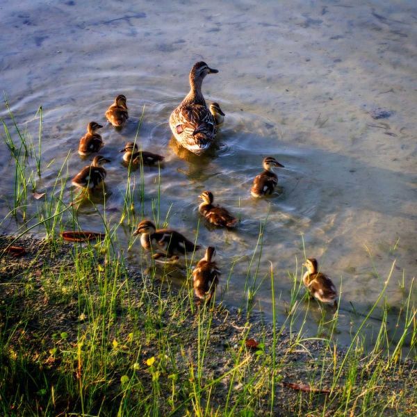 Mother Duck And Family II