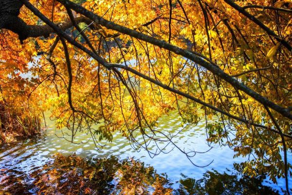 Autumn Reflections II