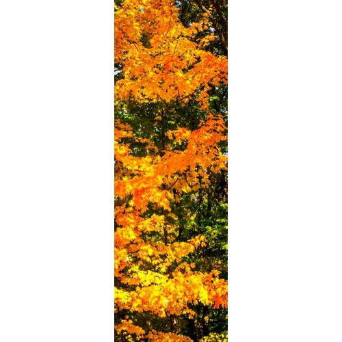 Autumn Maple II