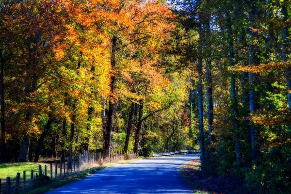 Twisting Autumn Road II