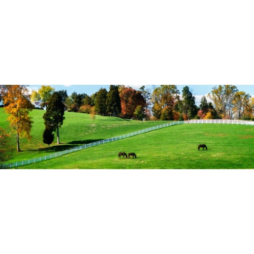 Virginia Horse Farm II