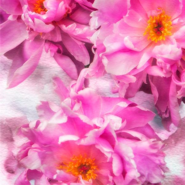 Pink Flowers I