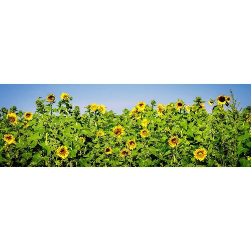 Sunny Sunflowers I