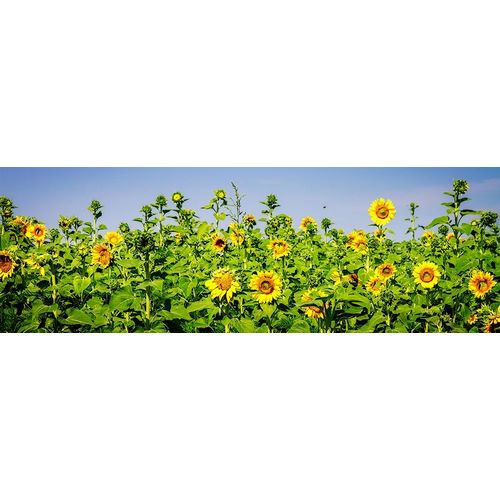 Sunny Sunflowers II