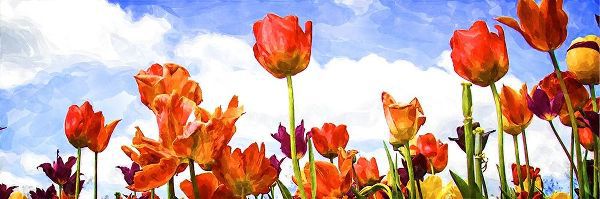 Tulips in the Sun I