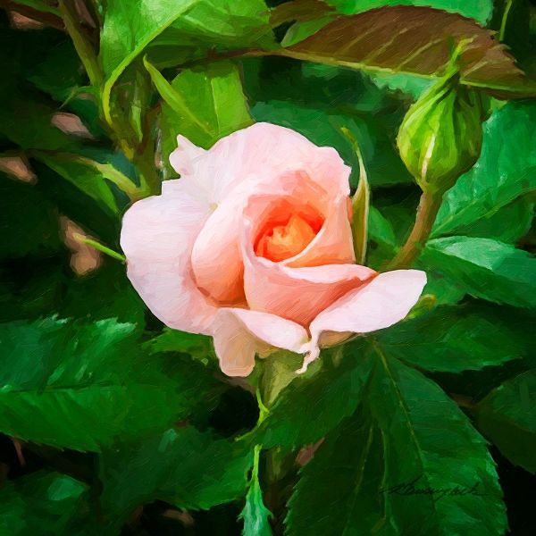 A Single Rose II