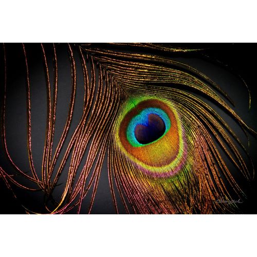 Hausenflock, Alan 아티스트의 Peacock Feather I작품입니다.