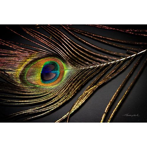 Hausenflock, Alan 아티스트의 Peacock Feather II작품입니다.