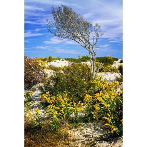 Hausenflock, Alan 아티스트의 Beach Tree작품입니다.