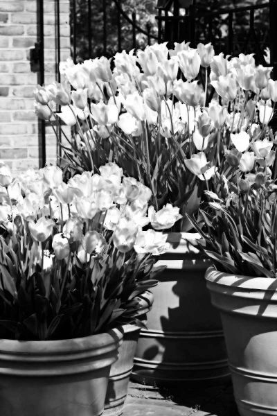 Spring Tulips II