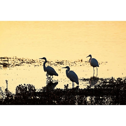 Egrets in the Sunrise II