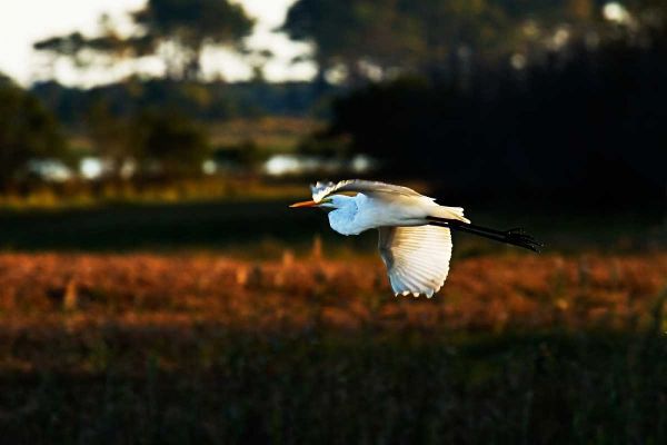 Egret in Flight II