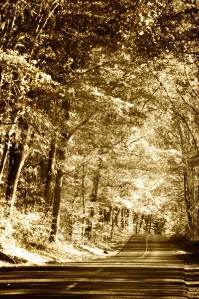 Autumn Wood Road III