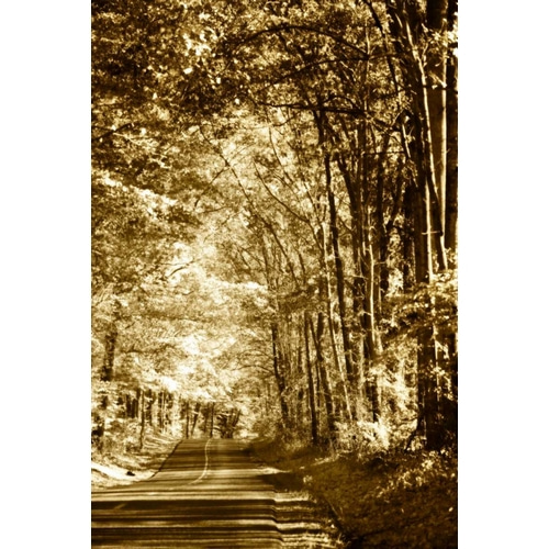 Autumn Wood Road IV