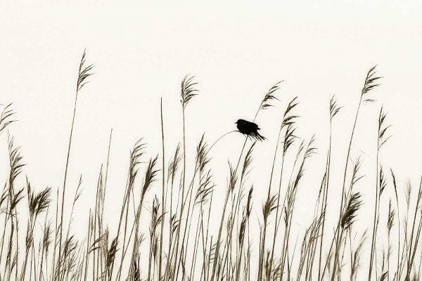 Bird in the Grass I