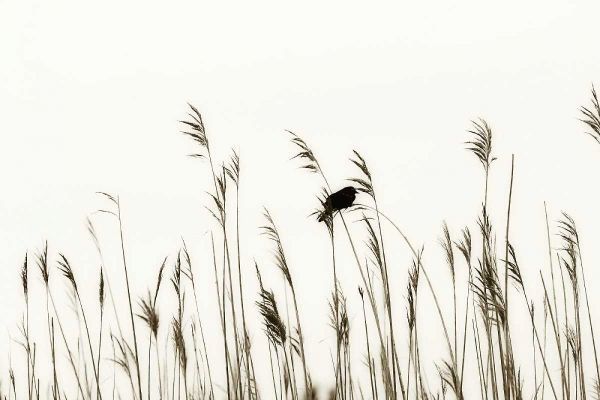 Bird in the Grass II