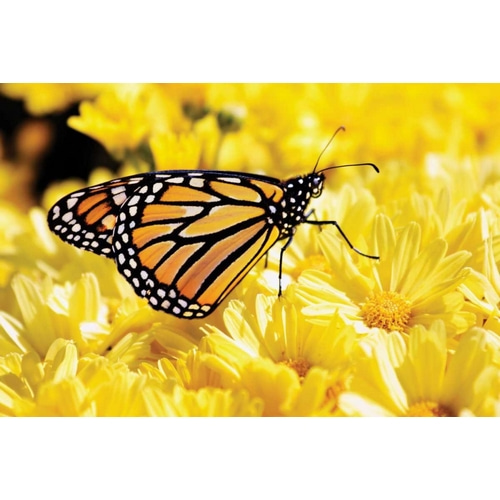 Monarch on Chrysanthemums