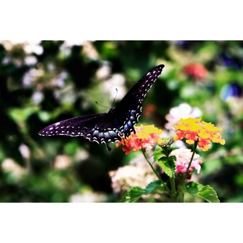 Black Swallowtail II