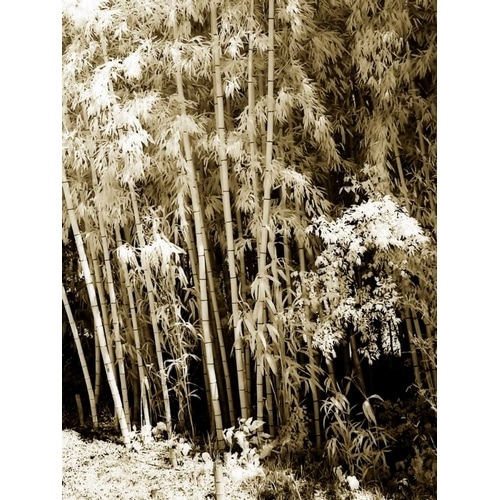 Bamboo Grove II