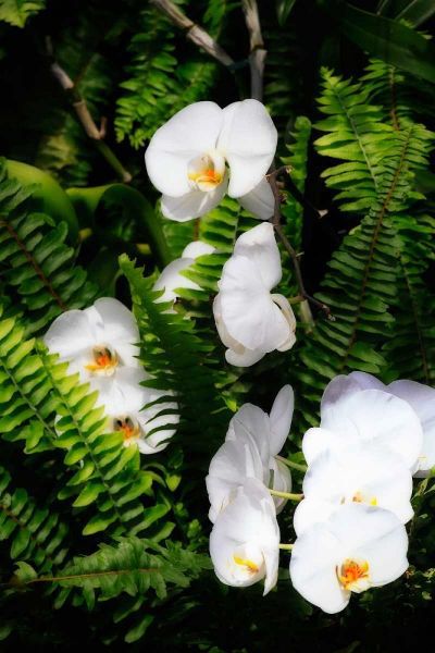 Orchids and Ferns I