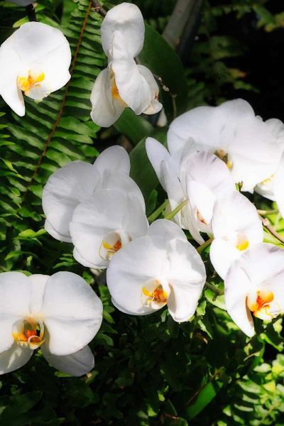 Orchids and Ferns II