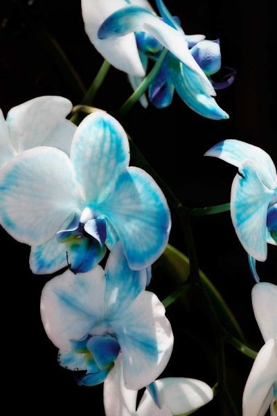 Blue Moth Orchids II
