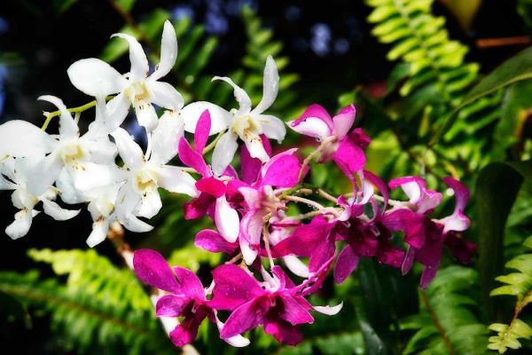 Vanda Orchids II