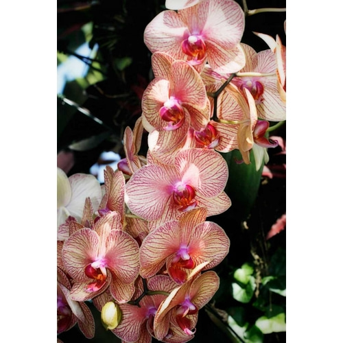 Moth Orchids V