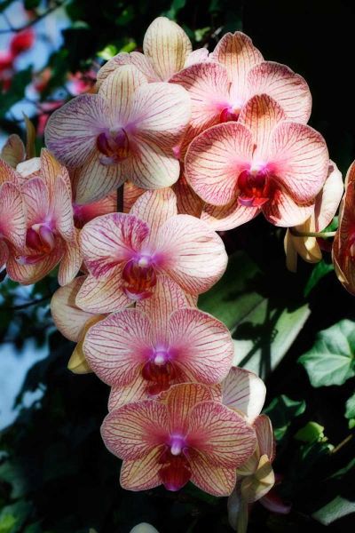 Moth Orchids VI