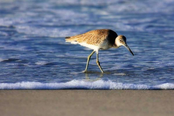 Sandpiper in the Surf IV