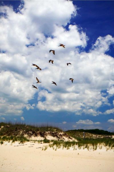 Pelicans over the Dunes V