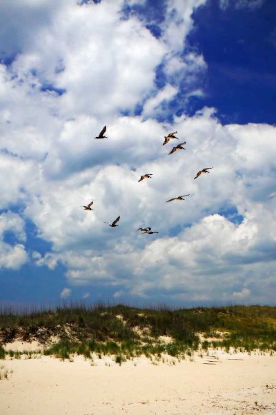 Pelicans over the Dunes VI