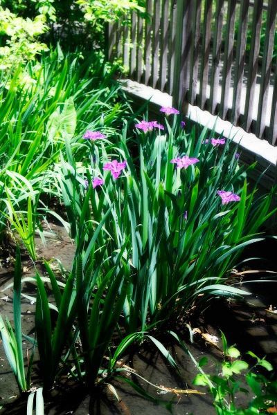 Spring Iris I