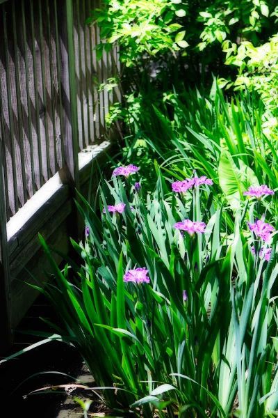 Spring Iris II