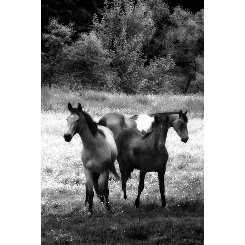 The Horses Three I
