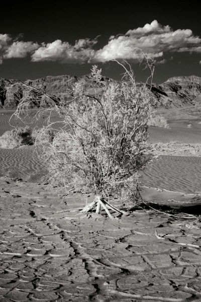 Death Valley Dunes I