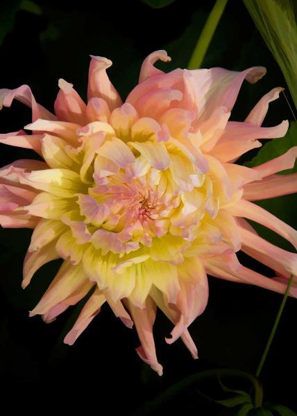 Pink and Yellow Dahlia