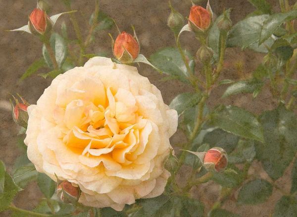 Christchurch Yellow Roses